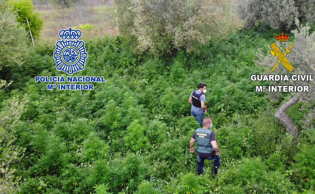 Agentes en una de las cuatro plantaciones incautadas. 