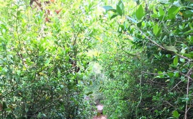 Camino frondoso del sendero que conecta Puçol con el Océano Atlántico a su paso por la localidad valenciana . 