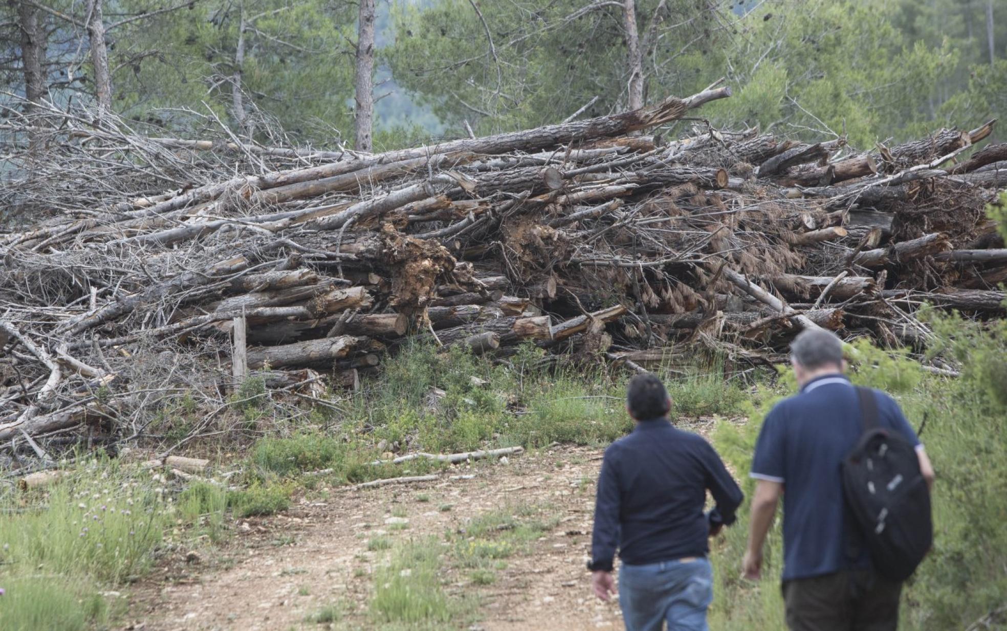 Benagéber. Uno de los montones de madera sin recoger desde hace un año. 