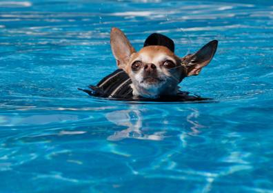 Imagen secundaria 1 - Pippa junto a Huga, en una cama. Pippa en una piscina y con un jersey en invierno.