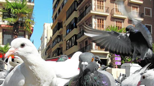 Palomas en la plaza de la Virgen de Valencia. Jesús SIGNES