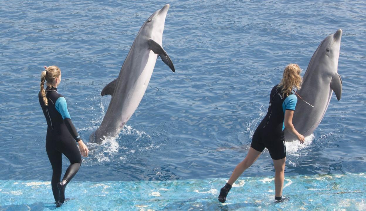 Los delfines en la presentación del nuevo plan. damián torres