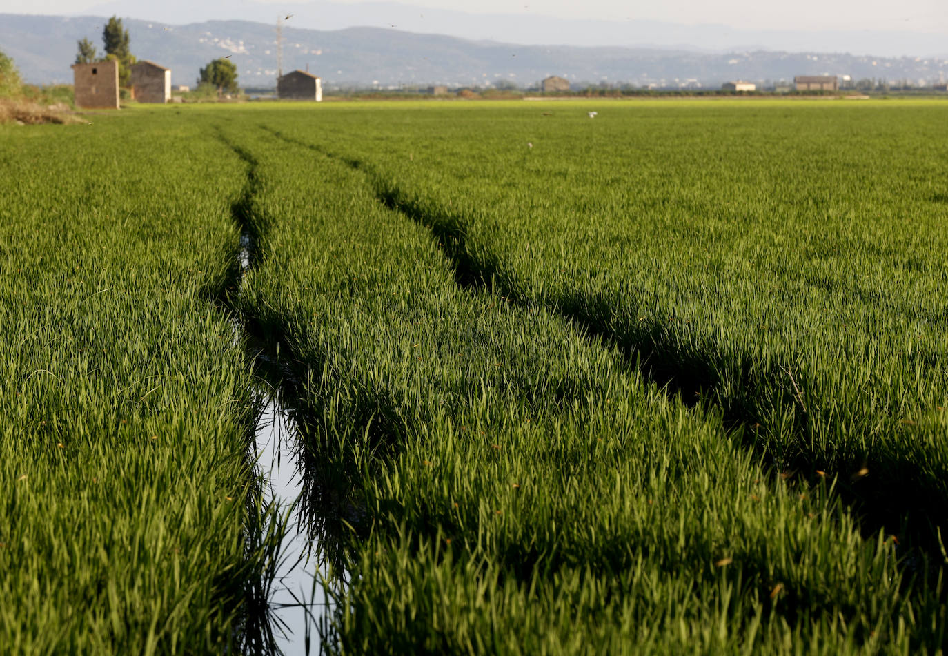 La Albufera de Valencia conmemora la aprobación de su declaración como parque natural con los vertidos y la falta de agua como principales problemas. 