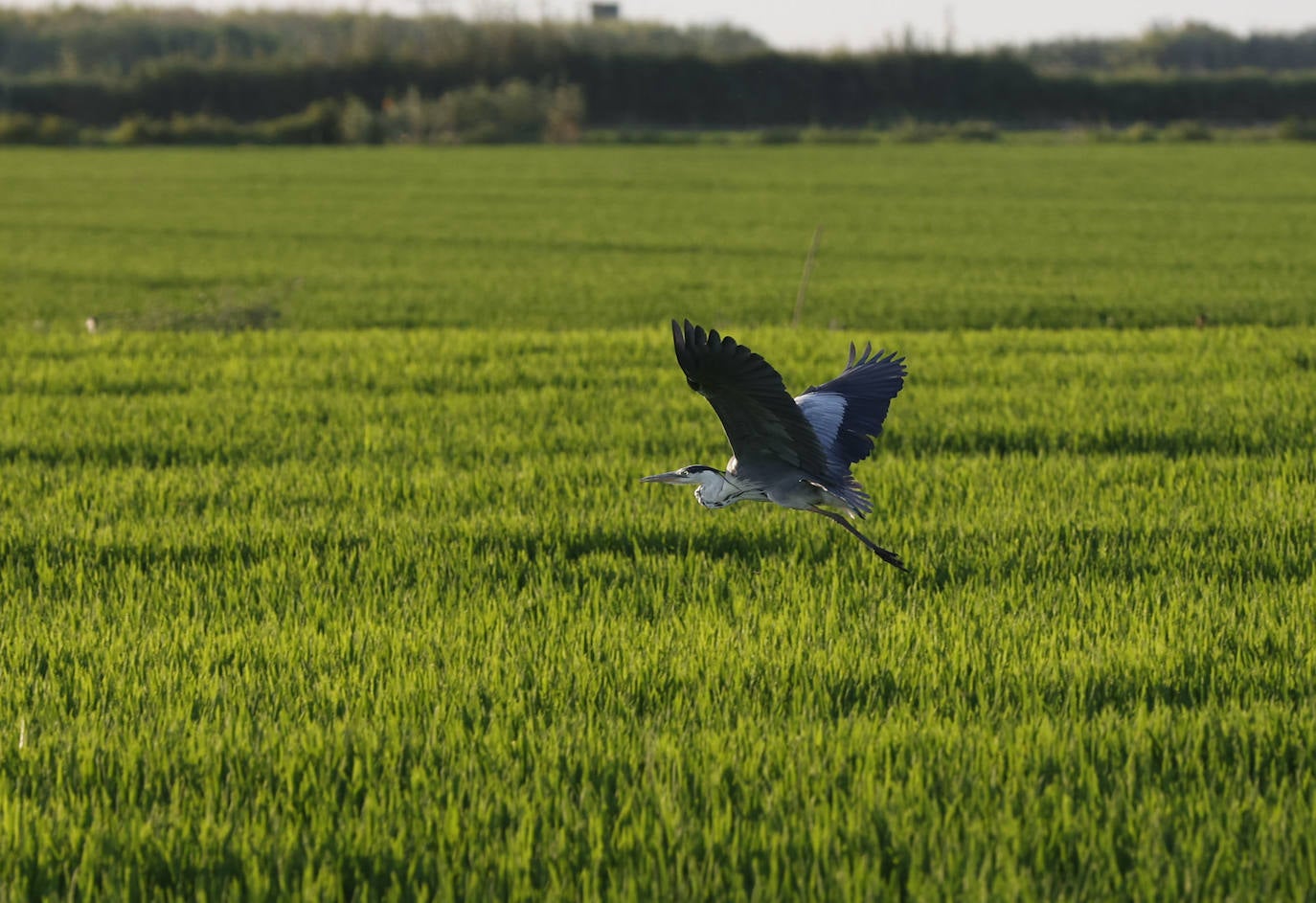 La Albufera de Valencia conmemora la aprobación de su declaración como parque natural con los vertidos y la falta de agua como principales problemas. 