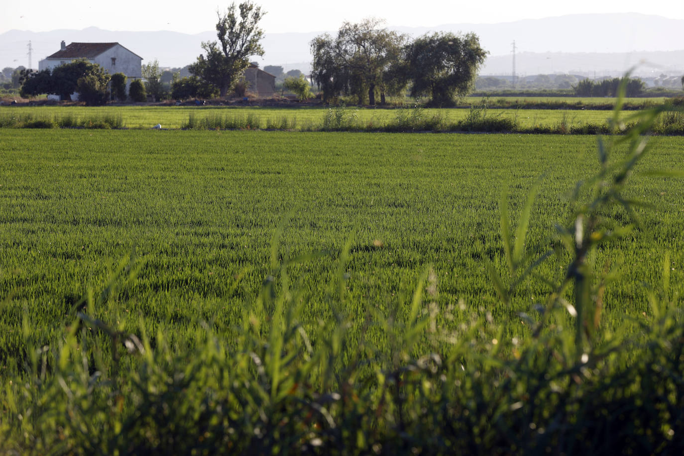 La Albufera de Valencia conmemora la aprobación de su declaración como parque natural con los vertidos y la falta de agua como principales problemas. 