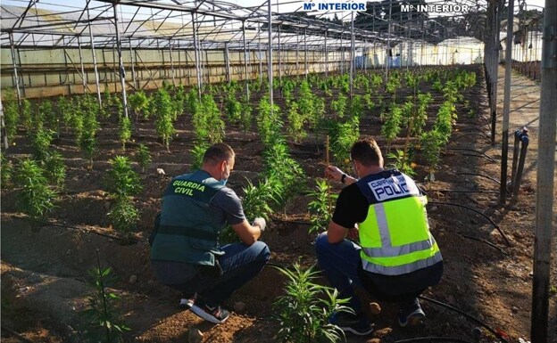 Dos agentes comprueban la plantación con 5.000 plantas de marihuana en Elche. 