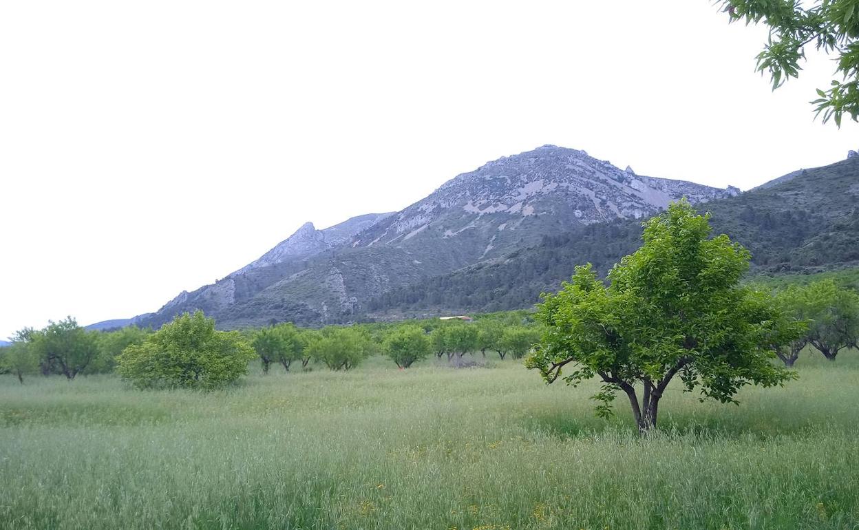 Los campos están sometidos a diversos factores que condicionan su producción. 