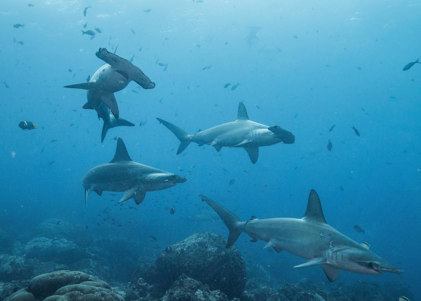 Tiburón desaparecido | Tiburón viaja 4.000 kilómetros, regresa a Galápagos y no se sabe dónde está