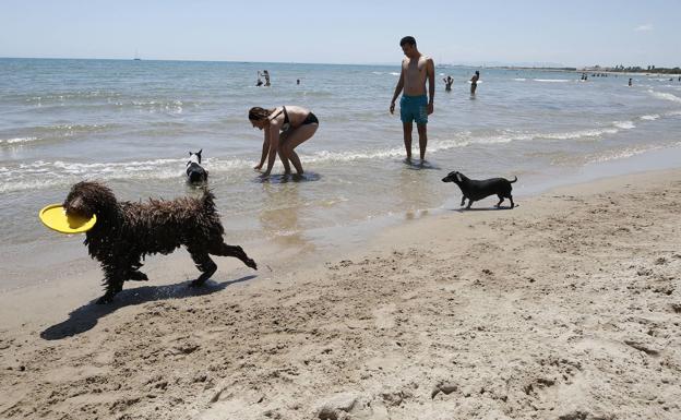 Un perro se divierte con un juguete en la orilla de la playa.