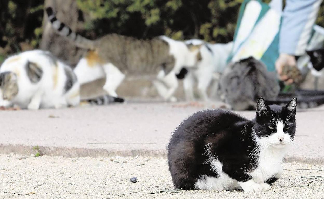 Colonia de gatos en la ciudad de Valencia 