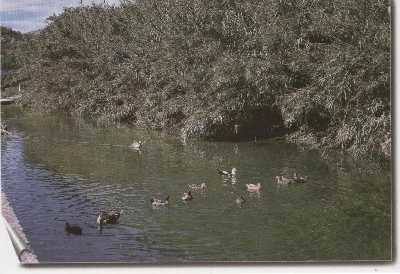 Un grupo de patos en el río Girona, también conocido como río Ebo