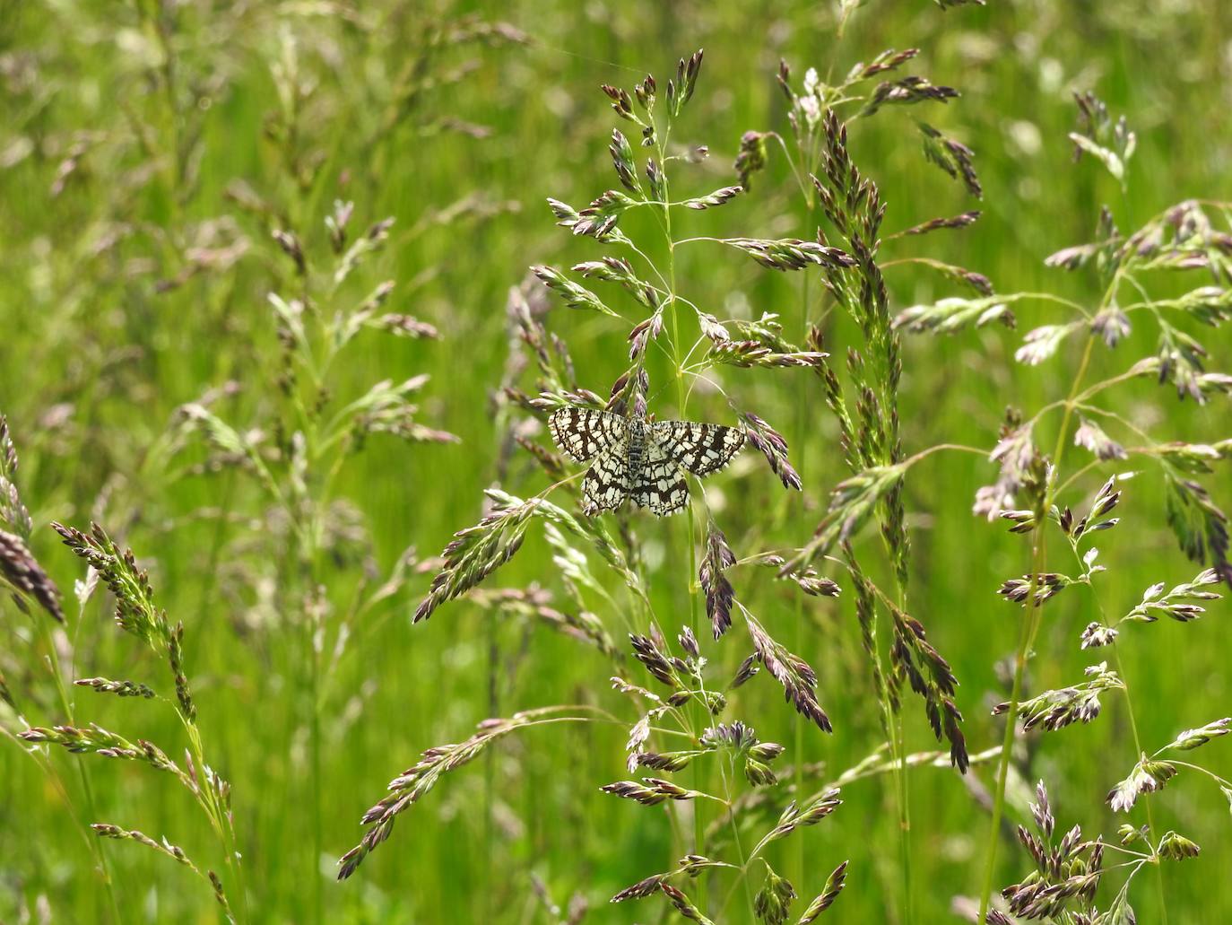 En el parque natural del Penyagolosa se puede observar una gran diversidad de fauna y flora que es difícil de encontrar en otras partes de la Comunitat Valenciana, como la mariposa apolo, que fue reintroducida en el parque en 2018 después de su desaparición súbita. En la imagen, una Chiasma clathrata.