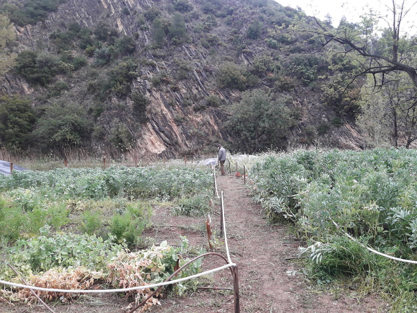 Dentro del parque natural de Chera-Sot de Chera se encuentra el oasis de la mariposas, un entono donde estos insectos pueden alimentarse y residir. El objetivo de este proyecto, iniciado junto a la Asociación Zerynthia, es proteger especies amenazadas de mariposas y escarabajos.