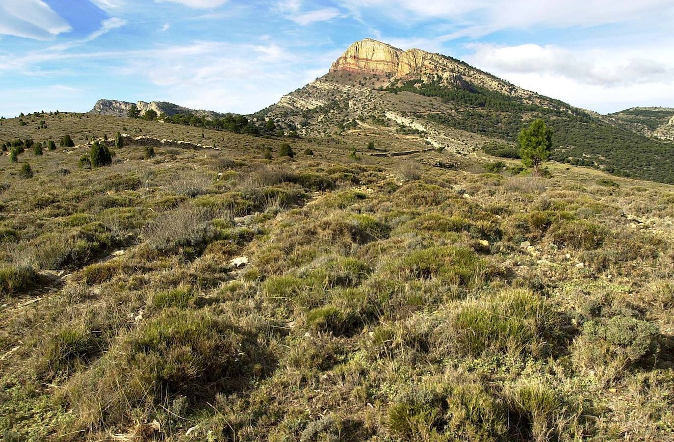 En el parque natural del Penyagolosa se puede observar una gran diversidad de fauna y flora que es difícil de encontrar en otras partes de la Comunitat Valenciana, como la mariposa apolo, que fue reintroducida en el parque en 2018 después de su desaparición súbita.