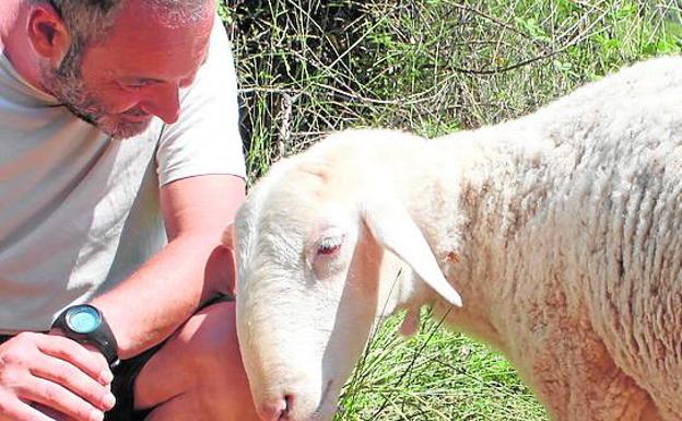 La oveja Yoli. Es el último animal que ha llegado al refugio de Arcadia. Vivía en un piso y es tan dócil como un perro.