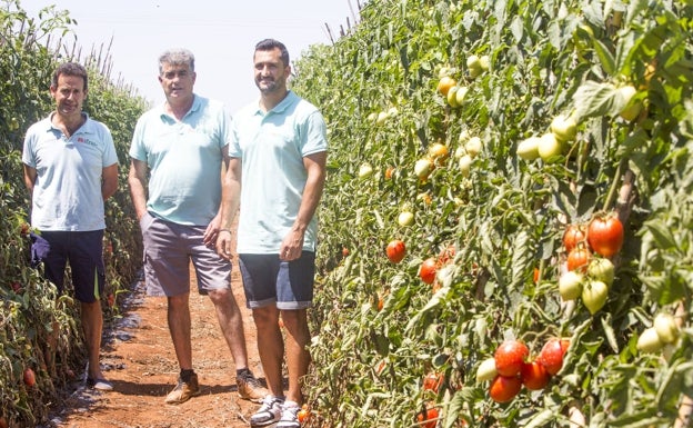 Fermín Salcedo, Julio Quilis y Francisco Barat, en uno de sus campos.