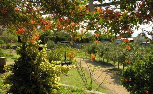 Imagen de una zona del jardín. 