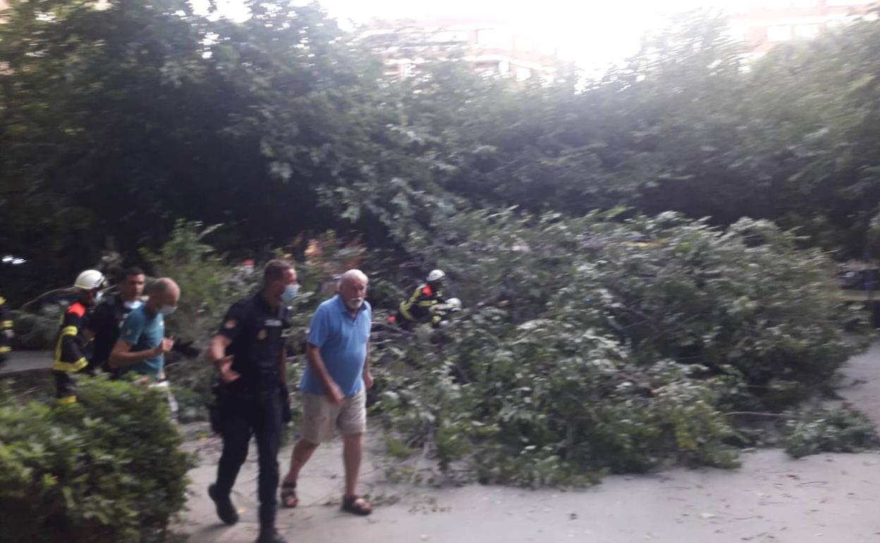 El árbol se ha desplomado en el barrio de Monteolivete en Valencia. 