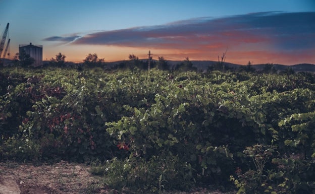 Pago de Tharsys realiza vendimias nocturnas para obtener diferentes propiedades en botella. 