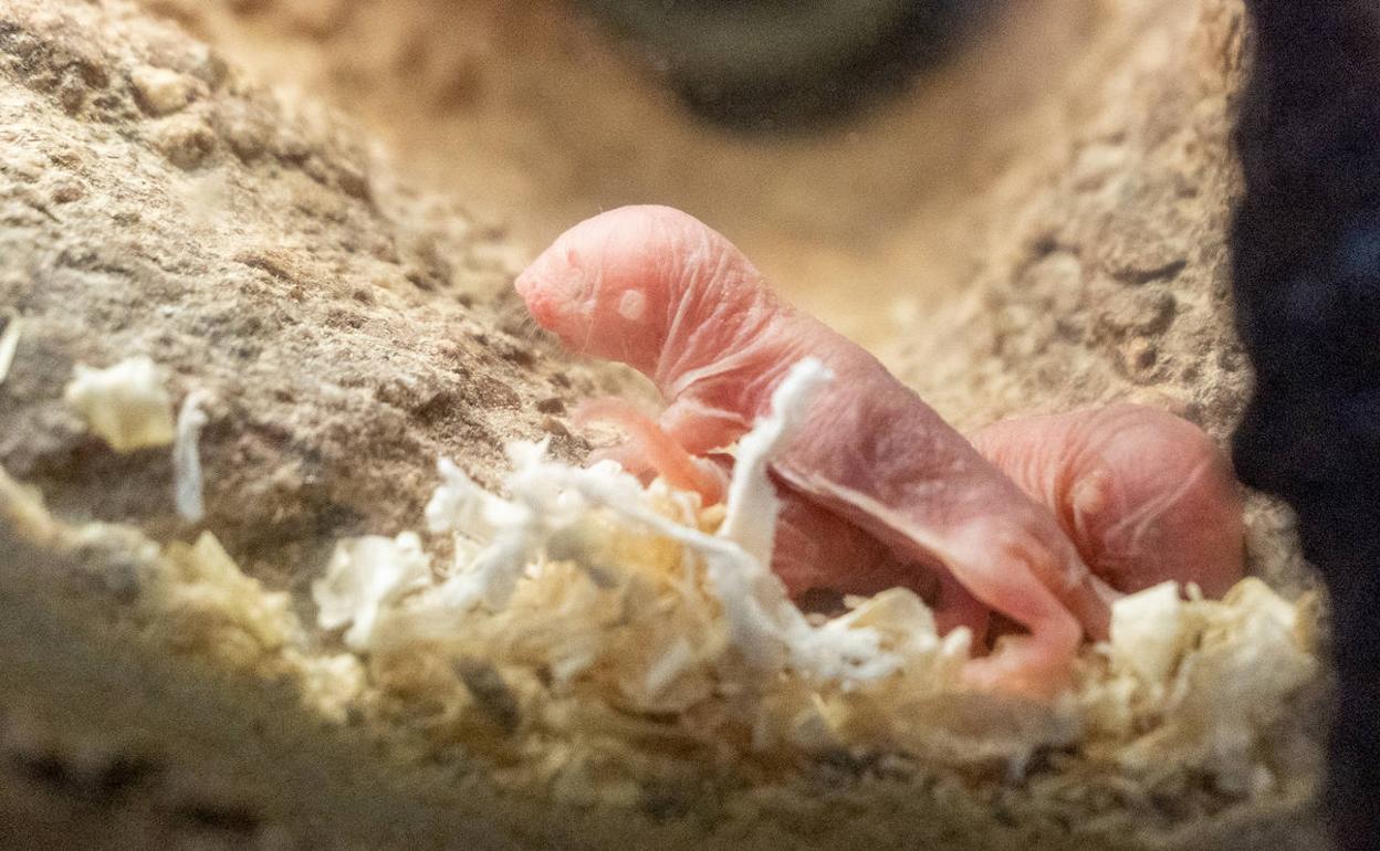 Bioparc Valencia | Nacen en BIOPARC nueve crías de rata topo desnuda