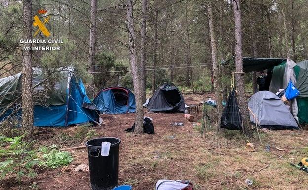 Una de las plantaciones de marihuana desmanteladas en el monte. 