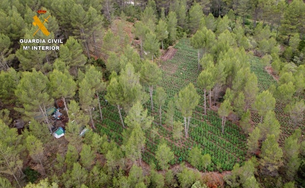 Imagen aérea de una de las plantaciones de marihuana. 