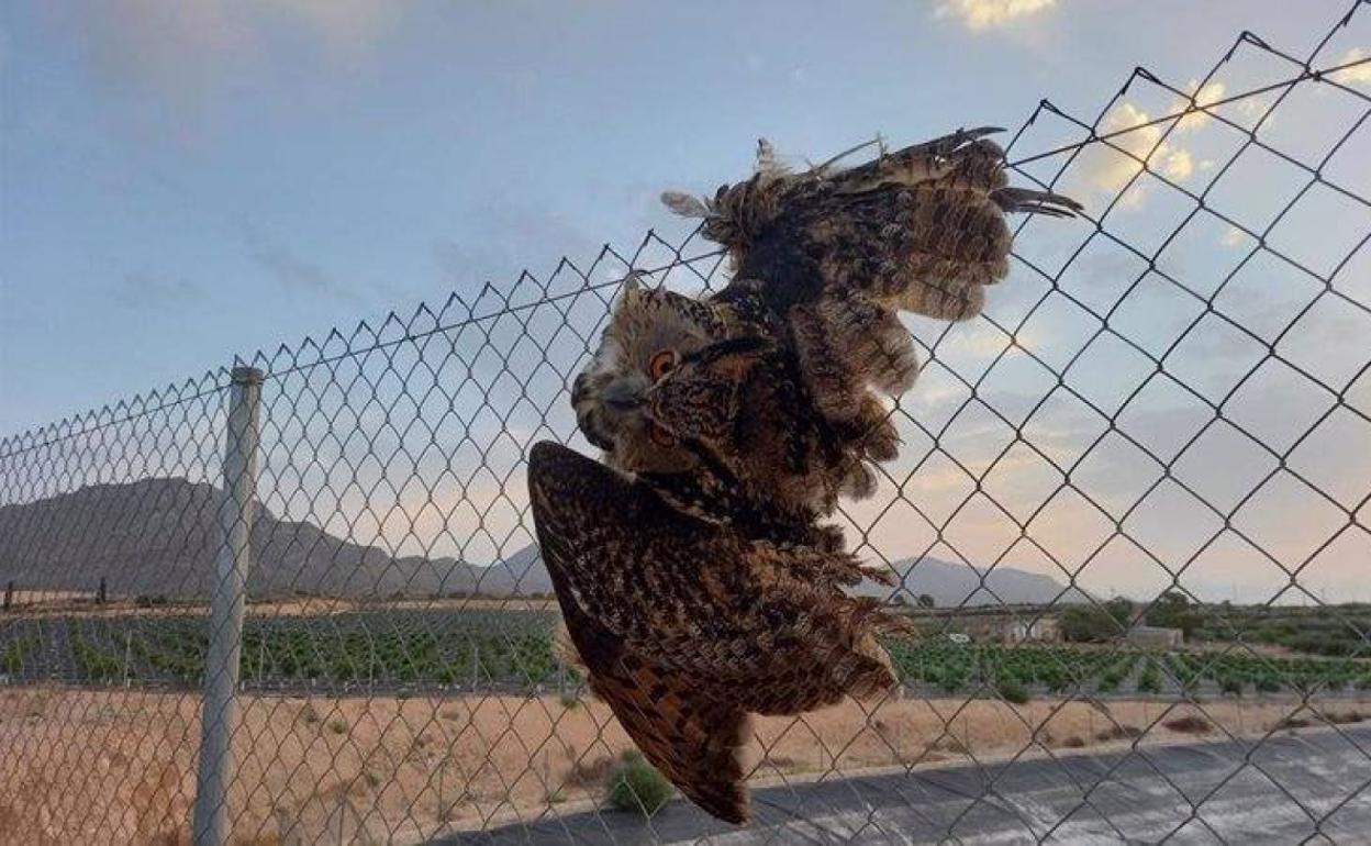 Imagen del búho atrapado en el vallado. 