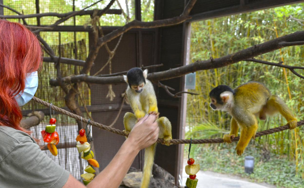 Benidorm | Terra Natura activa el protocolo de prevencion para los animales  contra la ola de calor | Las Provincias