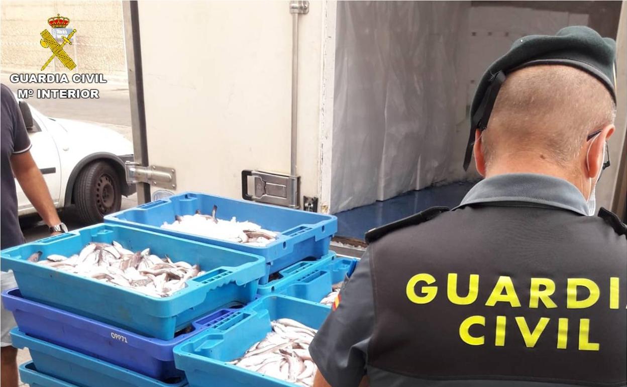 Parte del pescado intervenido por la Guardia Civil en los puertos alicantinos. 