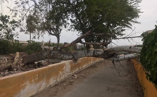 Un árbol caído a casa del viento y que además dañó un vehículo. 