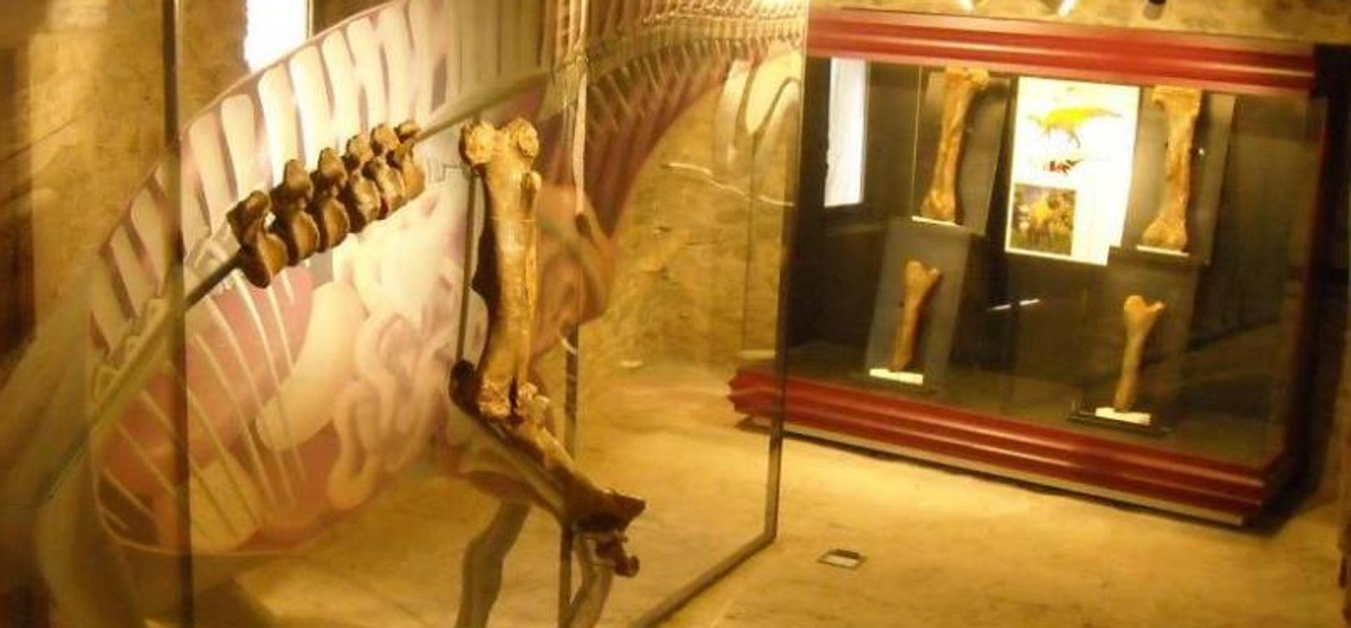 CINCTORRES - CASTELLÓN .En 2021 se han enconctrado restos de una nueva especie similar al Iguanodón, (iguana gigante). La mandíbula, casi completa, permitió determinar que esta especie de más de 120 millones de historia estuvo estrechamente ligada a otras encontradas en Asia y África. Junto a estos restos se encontraron también otros 250 pendientes de catalogar. 