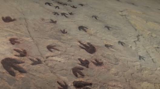 DOS AGUAS - VALENCIA . En Dos Aguas se encontraron huellas de lo que se sospecha sería una criatura bípeda. Debido al tipo de terreno en el que se han conservado, un sustrato muy fluido, muchas de las icnitas presentan formas irregulares, aunque las más definidas son de morfología tridáctila que se atribuyen a saurópodos de tamaño medio..