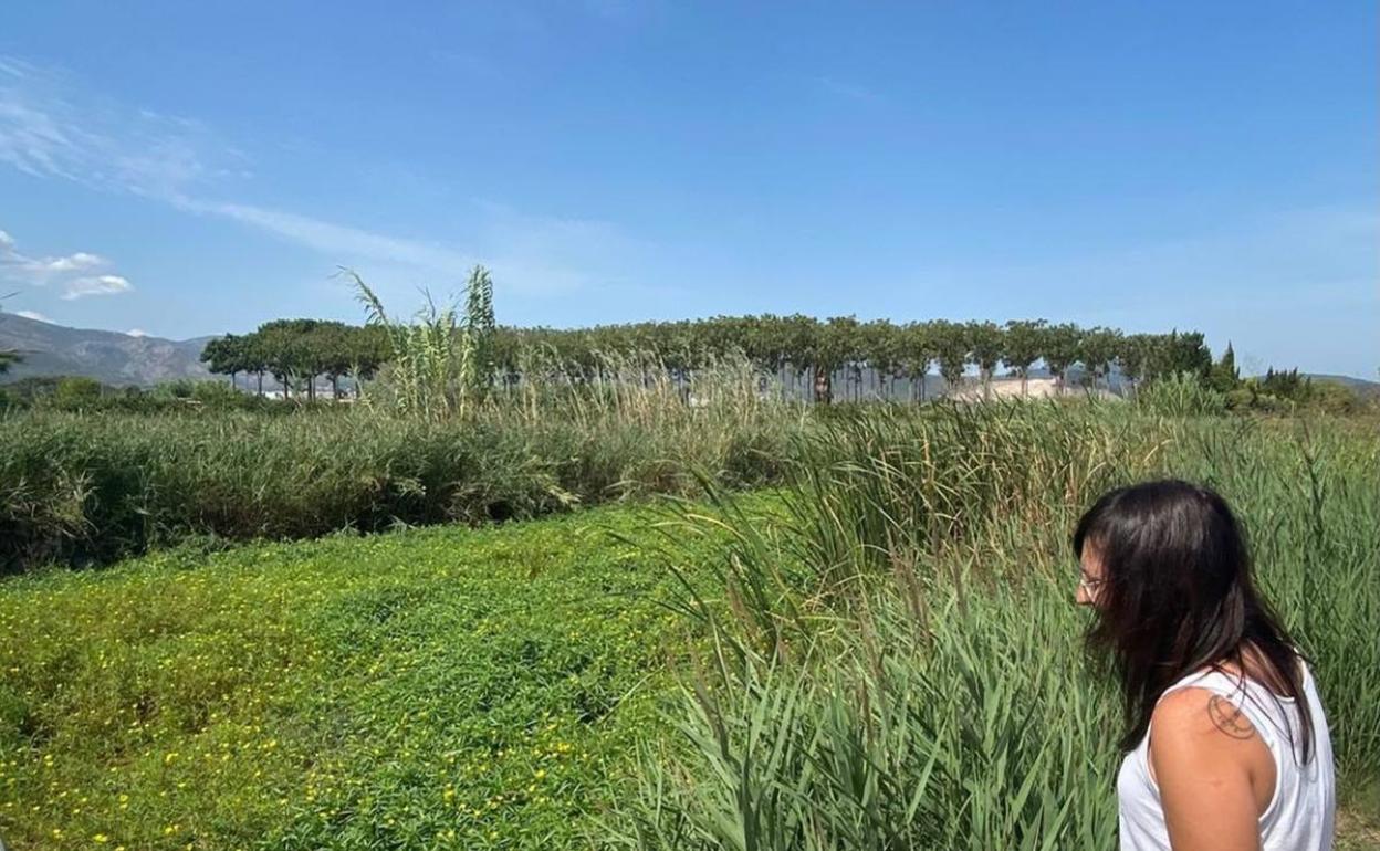 La edil de Medio Ambiente de Pego observa la proliferación de vegetación invasora en el cauce del río Racons. 