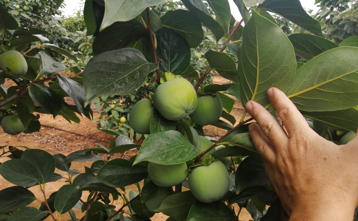 La baja rentabilidad provoca el abandono de campos de caquis.