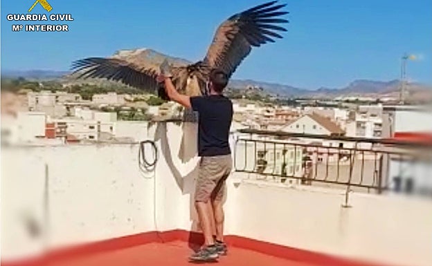 Un especialista ayuda al traslado del buitre al Centro de Recuperación de Fauna Silvestre de Santa Faz. 