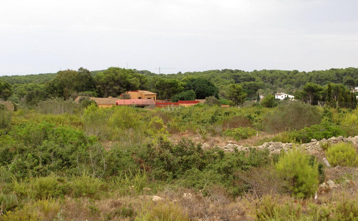 Algunas de las viviendas de la Plana, rodeadas de vegetación y pinos.