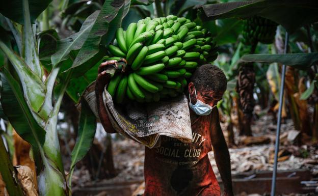 Un agricultor lleno de ceniza recoge un racimo de plátanos antes de que la lava del volcán de Cumbre Vieja llegue a las plantaciones.