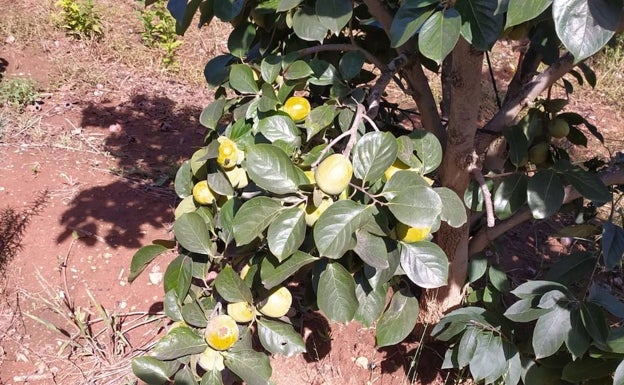 Imagen principal - Los daños en un árbol y en frutos en Silla. 