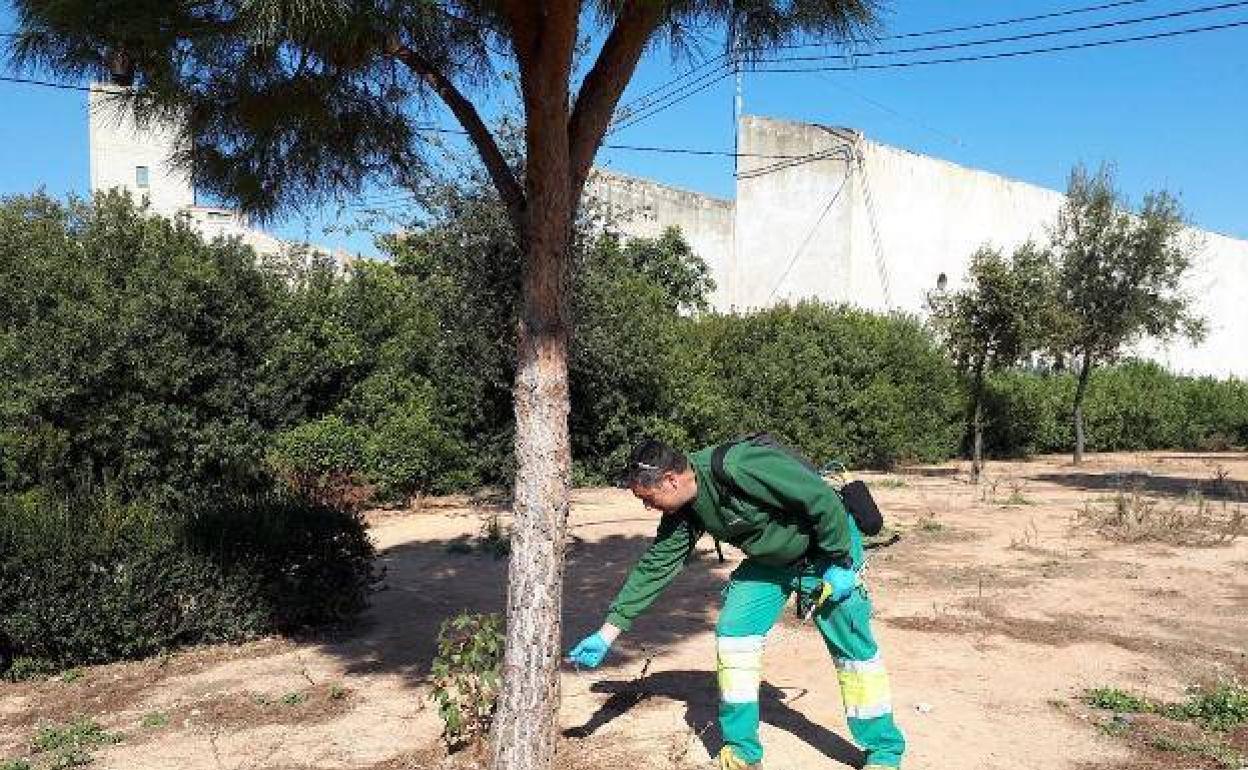 Un trabajador aplica el tratamiento en un pino. 