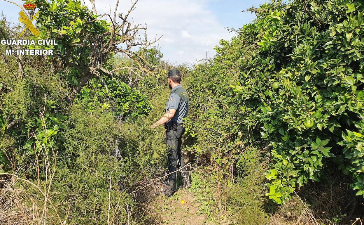 Los agentes inspeccionaron las fincas de naranjos de la zona. 