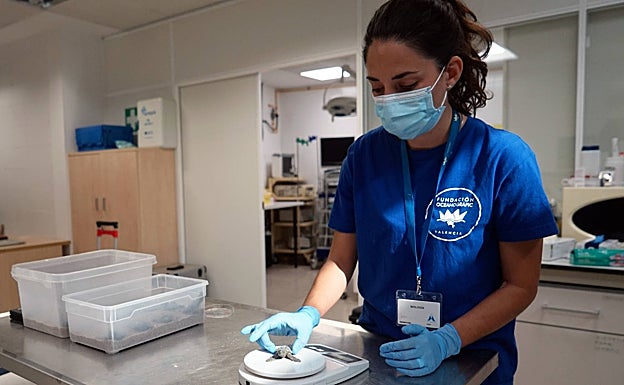 Imagen principal - Una veterinaria pesa uno de los neonatos. 