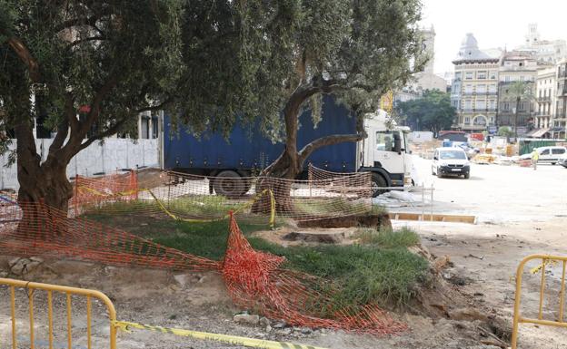 El Ayuntamiento tala en la plaza de la Reina un cedro protegido de 16 metros 