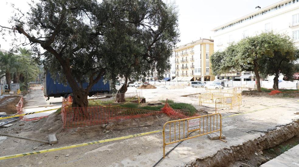 Tala de árboles protegidos en la plaza de la Reina