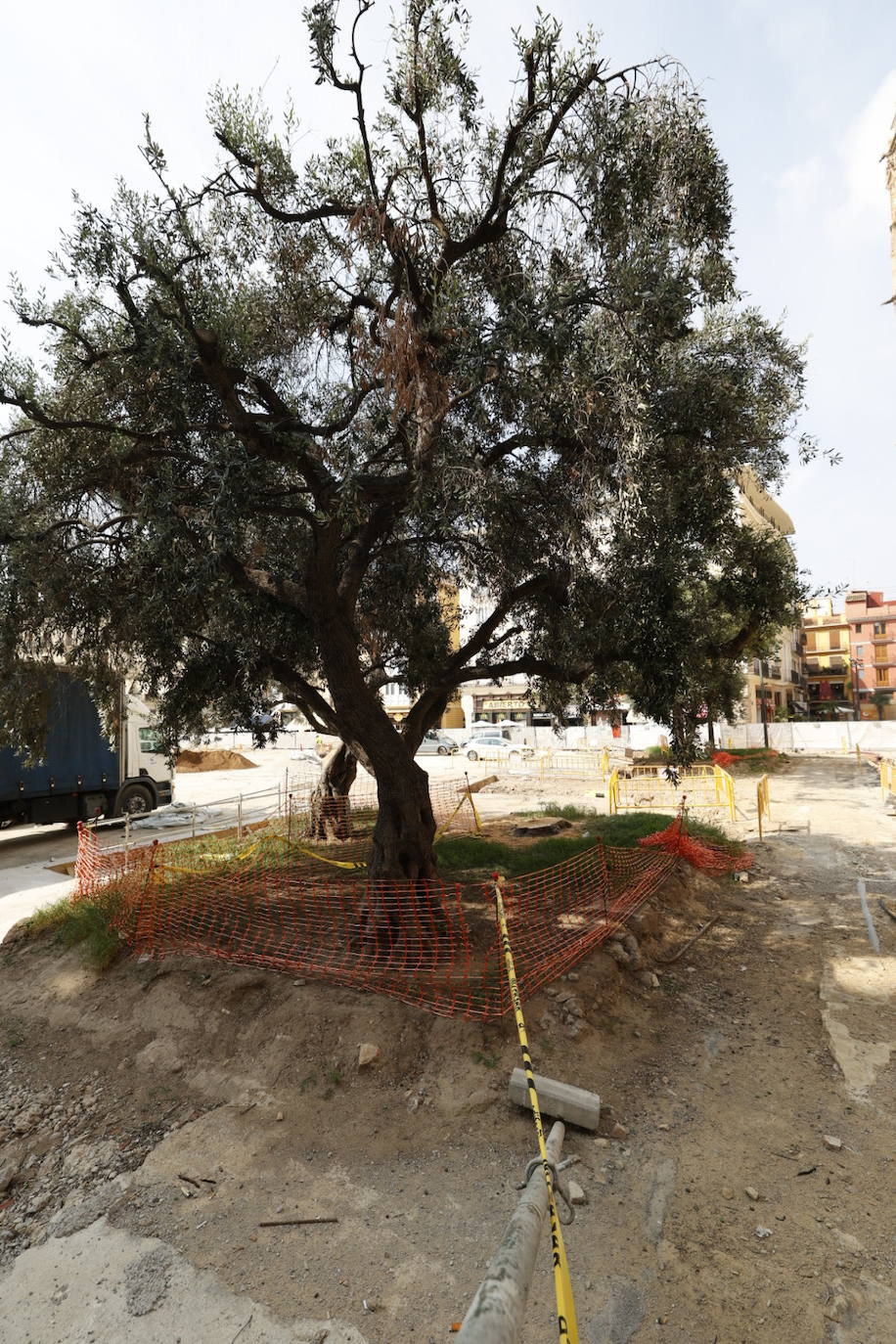 Las obras de reforma de la plaza de la Reina se llevan por delante un ejemplar de gran tamaño junto a la catedral. 