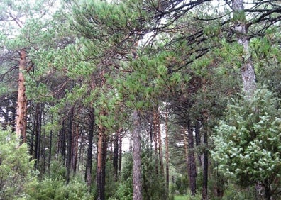 Imagen secundaria 1 - El bosque encantado del Mas del Boix