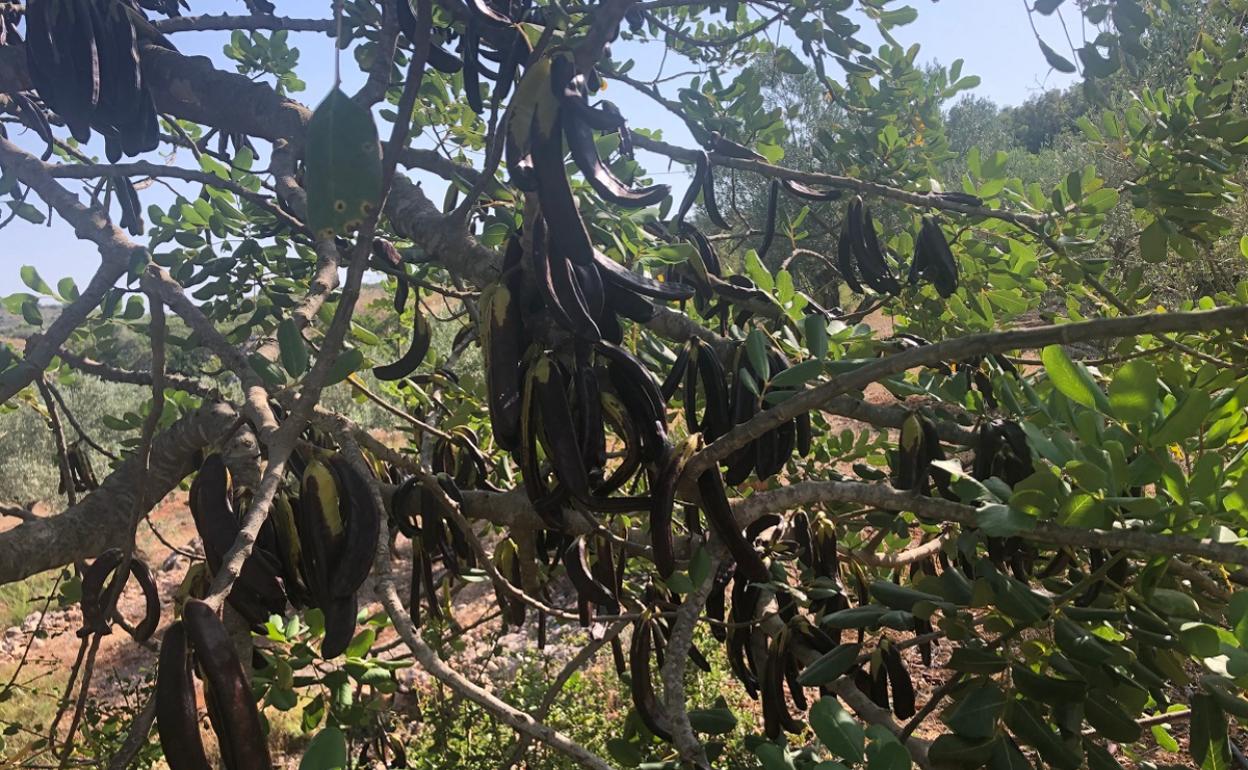 No hay campos de algarrobos en la Canal de Navarrés, sino que suelen estar entre los olivares. 