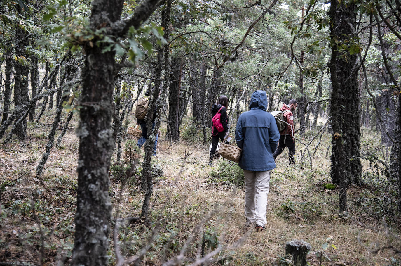 No todas las setas son de otoño, pero el otoño constituye una temporada venerable para los frutos de los hongos, y en consecuencia para nuestras despensas. Viajamos con Clara Puig y Borja Susilla, del restaurante Tula de Jávea hasta los cercanos montes de Teruel, en las inmediaciones de Tramacastilla, en busca de setas de temporada.