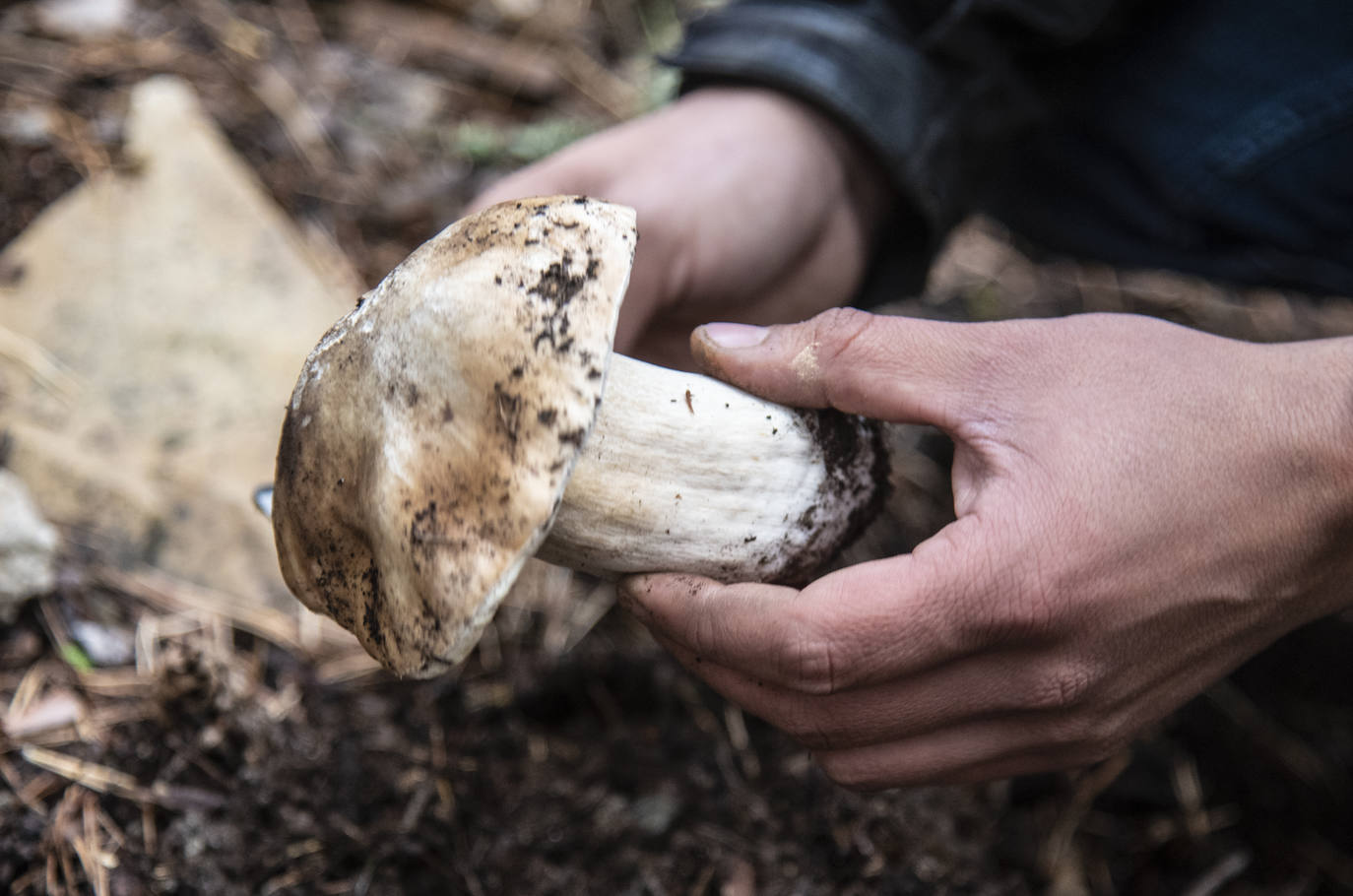 No todas las setas son de otoño, pero el otoño constituye una temporada venerable para los frutos de los hongos, y en consecuencia para nuestras despensas. Viajamos con Clara Puig y Borja Susilla, del restaurante Tula de Jávea hasta los cercanos montes de Teruel, en las inmediaciones de Tramacastilla, en busca de setas de temporada.