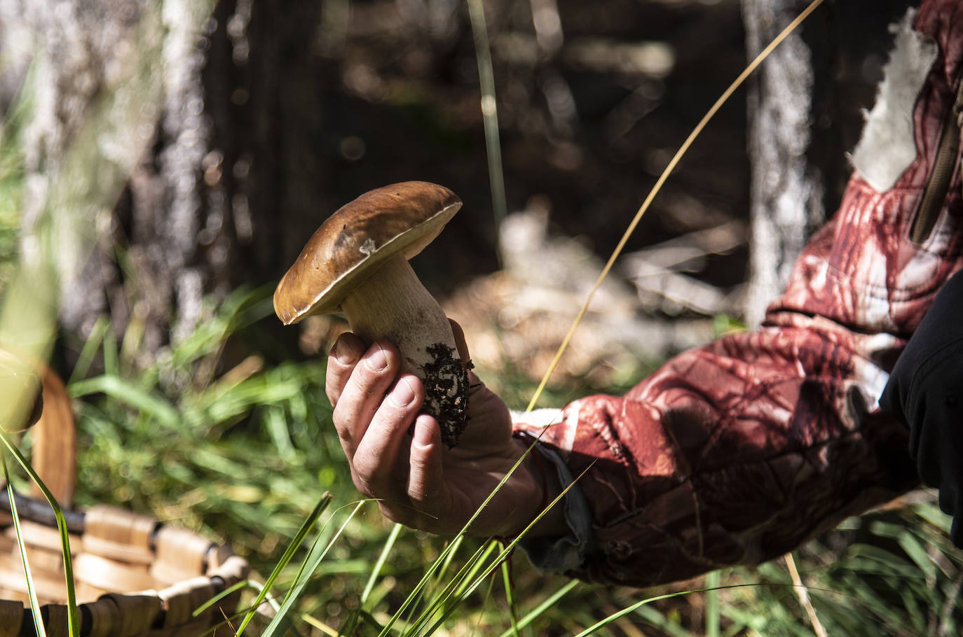 No todas las setas son de otoño, pero el otoño constituye una temporada venerable para los frutos de los hongos, y en consecuencia para nuestras despensas. Viajamos con Clara Puig y Borja Susilla, del restaurante Tula de Jávea hasta los cercanos montes de Teruel, en las inmediaciones de Tramacastilla, en busca de setas de temporada.