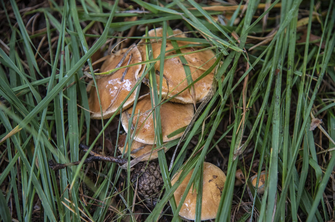 No todas las setas son de otoño, pero el otoño constituye una temporada venerable para los frutos de los hongos, y en consecuencia para nuestras despensas. Viajamos con Clara Puig y Borja Susilla, del restaurante Tula de Jávea hasta los cercanos montes de Teruel, en las inmediaciones de Tramacastilla, en busca de setas de temporada.